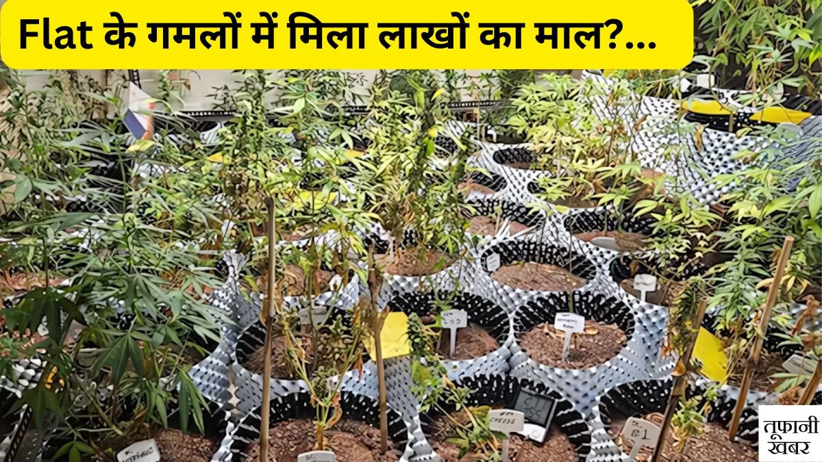 noida ganja case