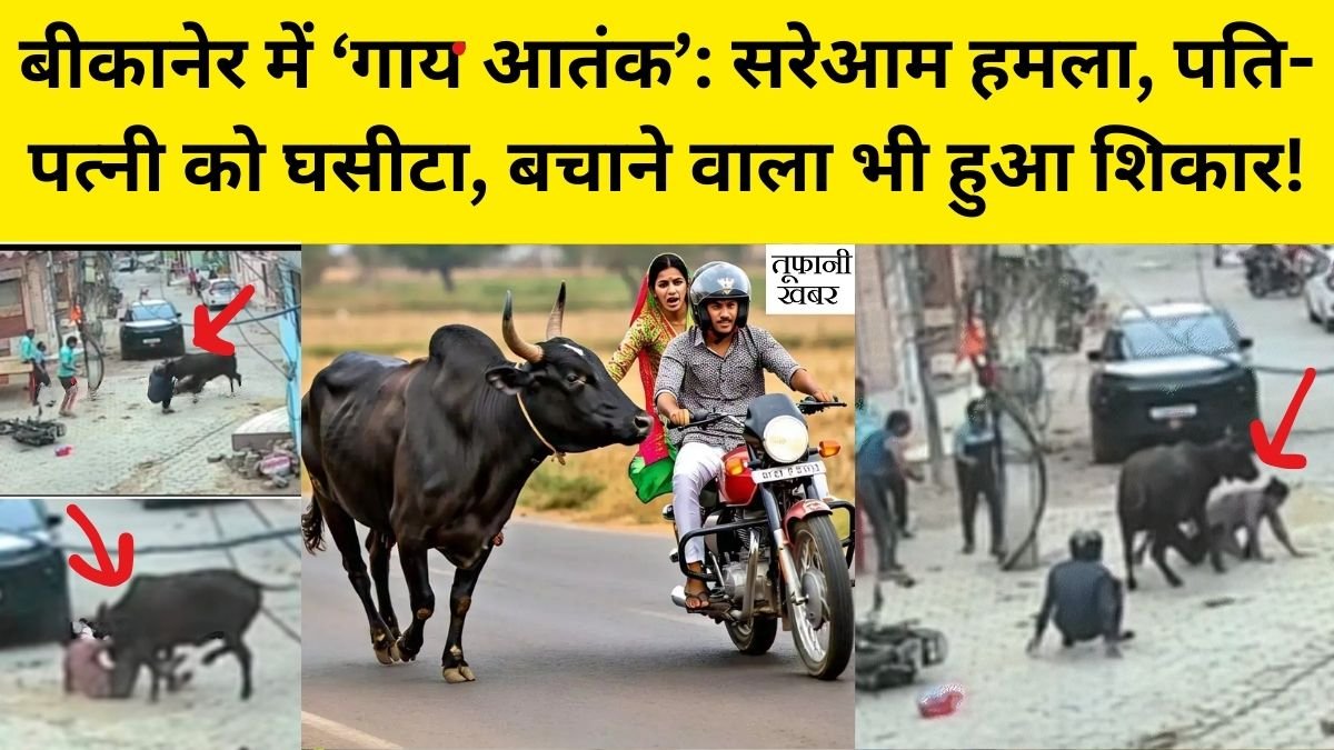 Bikaner Stray Cattle Viral Video
